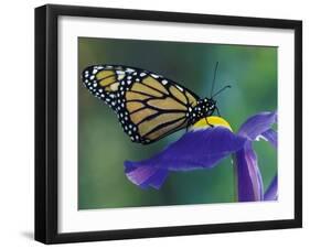 Monarch butterfly on Iris, Bloomfield Hills, Michigan, USA-Darrell Gulin-Framed Photographic Print