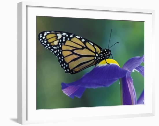 Monarch butterfly on Iris, Bloomfield Hills, Michigan, USA-Darrell Gulin-Framed Photographic Print