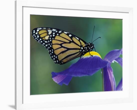 Monarch butterfly on Iris, Bloomfield Hills, Michigan, USA-Darrell Gulin-Framed Photographic Print