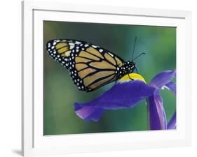 Monarch butterfly on Iris, Bloomfield Hills, Michigan, USA-Darrell Gulin-Framed Photographic Print