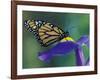 Monarch butterfly on Iris, Bloomfield Hills, Michigan, USA-Darrell Gulin-Framed Photographic Print