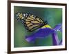 Monarch butterfly on Iris, Bloomfield Hills, Michigan, USA-Darrell Gulin-Framed Photographic Print