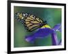 Monarch butterfly on Iris, Bloomfield Hills, Michigan, USA-Darrell Gulin-Framed Photographic Print