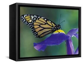 Monarch butterfly on Iris, Bloomfield Hills, Michigan, USA-Darrell Gulin-Framed Stretched Canvas