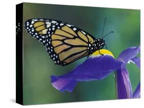 Monarch butterfly on Iris, Bloomfield Hills, Michigan, USA-Darrell Gulin-Stretched Canvas