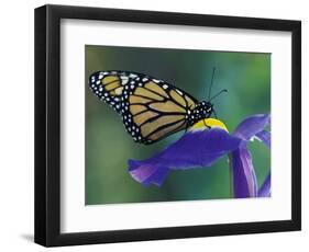 Monarch butterfly on Iris, Bloomfield Hills, Michigan, USA-Darrell Gulin-Framed Photographic Print