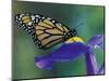 Monarch butterfly on Iris, Bloomfield Hills, Michigan, USA-Darrell Gulin-Mounted Photographic Print