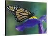 Monarch butterfly on Iris, Bloomfield Hills, Michigan, USA-Darrell Gulin-Stretched Canvas