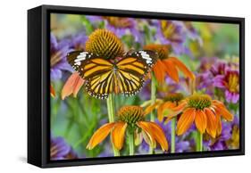 Monarch butterfly on orange coneflowers and painted tongue-Darrell Gulin-Framed Stretched Canvas