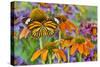 Monarch butterfly on orange coneflowers and painted tongue-Darrell Gulin-Stretched Canvas