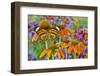 Monarch butterfly on orange coneflowers and painted tongue-Darrell Gulin-Framed Premium Photographic Print