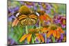 Monarch butterfly on orange coneflowers and painted tongue-Darrell Gulin-Mounted Premium Photographic Print