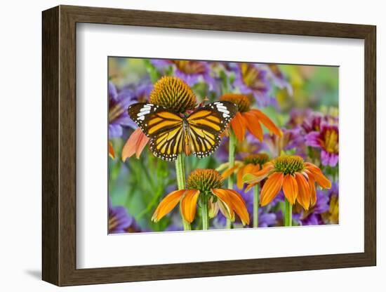 Monarch butterfly on orange coneflowers and painted tongue-Darrell Gulin-Framed Photographic Print