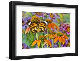 Monarch butterfly on orange coneflowers and painted tongue-Darrell Gulin-Framed Photographic Print