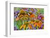 Monarch butterfly on orange coneflowers and painted tongue-Darrell Gulin-Framed Photographic Print