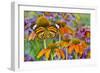 Monarch butterfly on orange coneflowers and painted tongue-Darrell Gulin-Framed Photographic Print