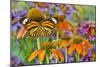 Monarch butterfly on orange coneflowers and painted tongue-Darrell Gulin-Mounted Photographic Print