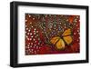 Monarch Butterfly on Tragopan Body Feather Design-Darrell Gulin-Framed Photographic Print