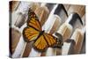 Monarch Butterfly on Turkey Feather Design-Darrell Gulin-Stretched Canvas