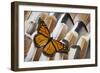 Monarch Butterfly on Turkey Feather Design-Darrell Gulin-Framed Photographic Print