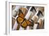 Monarch Butterfly on Turkey Feather Design-Darrell Gulin-Framed Photographic Print