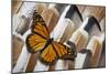 Monarch Butterfly on Turkey Feather Design-Darrell Gulin-Mounted Photographic Print