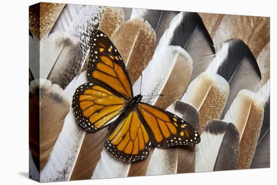 Monarch Butterfly on Turkey Feather Design-Darrell Gulin-Stretched Canvas