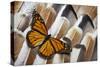 Monarch Butterfly on Turkey Feather Design-Darrell Gulin-Stretched Canvas