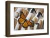 Monarch Butterfly on Turkey Feather Design-Darrell Gulin-Framed Photographic Print