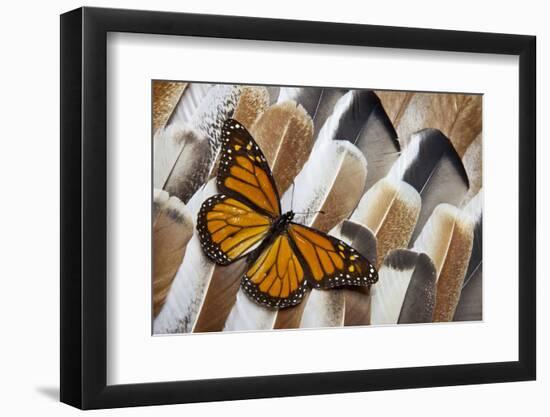 Monarch Butterfly on Turkey Feather Design-Darrell Gulin-Framed Photographic Print