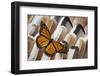 Monarch Butterfly on Turkey Feather Design-Darrell Gulin-Framed Photographic Print