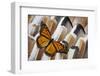 Monarch Butterfly on Turkey Feather Design-Darrell Gulin-Framed Photographic Print