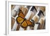 Monarch Butterfly on Turkey Feather Design-Darrell Gulin-Framed Photographic Print