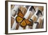 Monarch Butterfly on Turkey Feather Design-Darrell Gulin-Framed Photographic Print