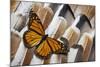 Monarch Butterfly on Turkey Feather Design-Darrell Gulin-Mounted Photographic Print