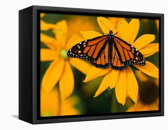 Monarch Butterfly on Yellow Flower-Darrell Gulin-Framed Stretched Canvas