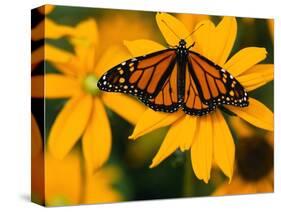 Monarch Butterfly on Yellow Flower-Darrell Gulin-Stretched Canvas