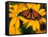 Monarch Butterfly on Yellow Flower-Darrell Gulin-Framed Stretched Canvas