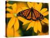 Monarch Butterfly on Yellow Flower-Darrell Gulin-Stretched Canvas