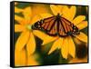 Monarch Butterfly on Yellow Flower-Darrell Gulin-Framed Stretched Canvas