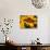 Monarch Butterfly on Yellow Flower-Darrell Gulin-Photographic Print displayed on a wall