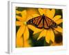 Monarch Butterfly on Yellow Flower-Darrell Gulin-Framed Photographic Print