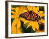 Monarch Butterfly on Yellow Flower-Darrell Gulin-Framed Photographic Print