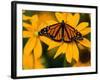 Monarch Butterfly on Yellow Flower-Darrell Gulin-Framed Photographic Print