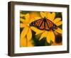 Monarch Butterfly on Yellow Flower-Darrell Gulin-Framed Photographic Print