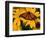 Monarch Butterfly on Yellow Flower-Darrell Gulin-Framed Photographic Print