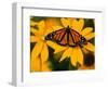 Monarch Butterfly on Yellow Flower-Darrell Gulin-Framed Photographic Print