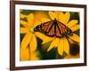 Monarch Butterfly on Yellow Flower-Darrell Gulin-Framed Photographic Print