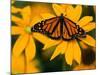 Monarch Butterfly on Yellow Flower-Darrell Gulin-Mounted Photographic Print