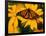 Monarch Butterfly on Yellow Flower-Darrell Gulin-Framed Photographic Print